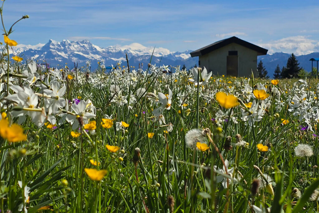 wild-flowe-immertion-4