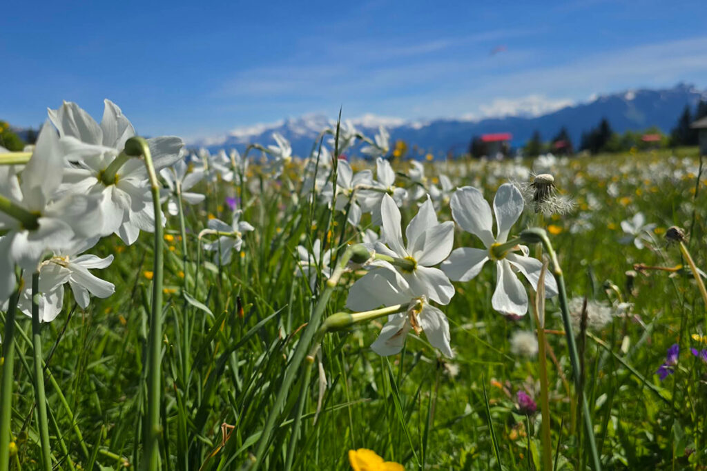 wild-flower-immertion